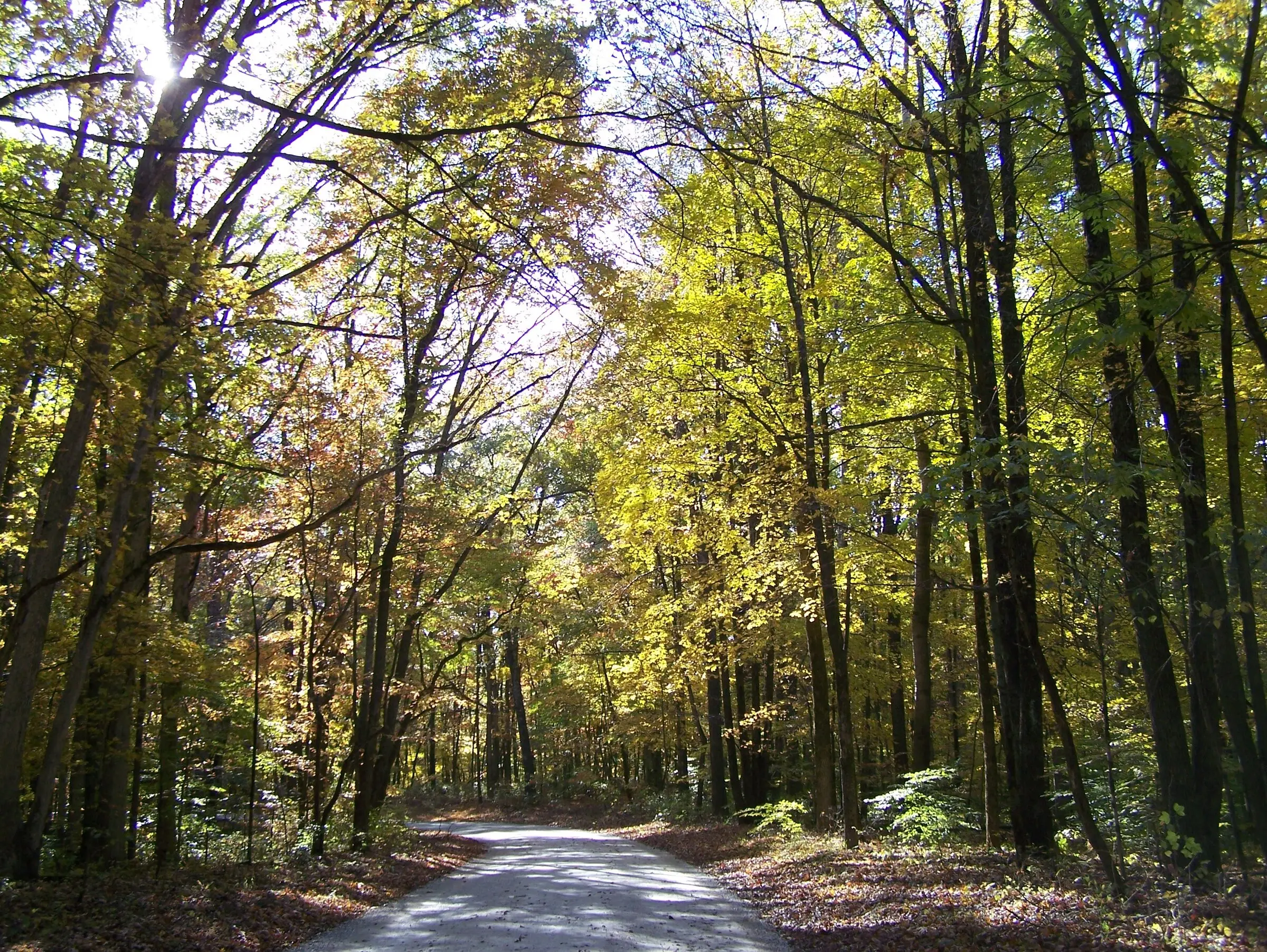 Autumn colour along Tower Ridge Road, Hoosier National Forest, Indiana