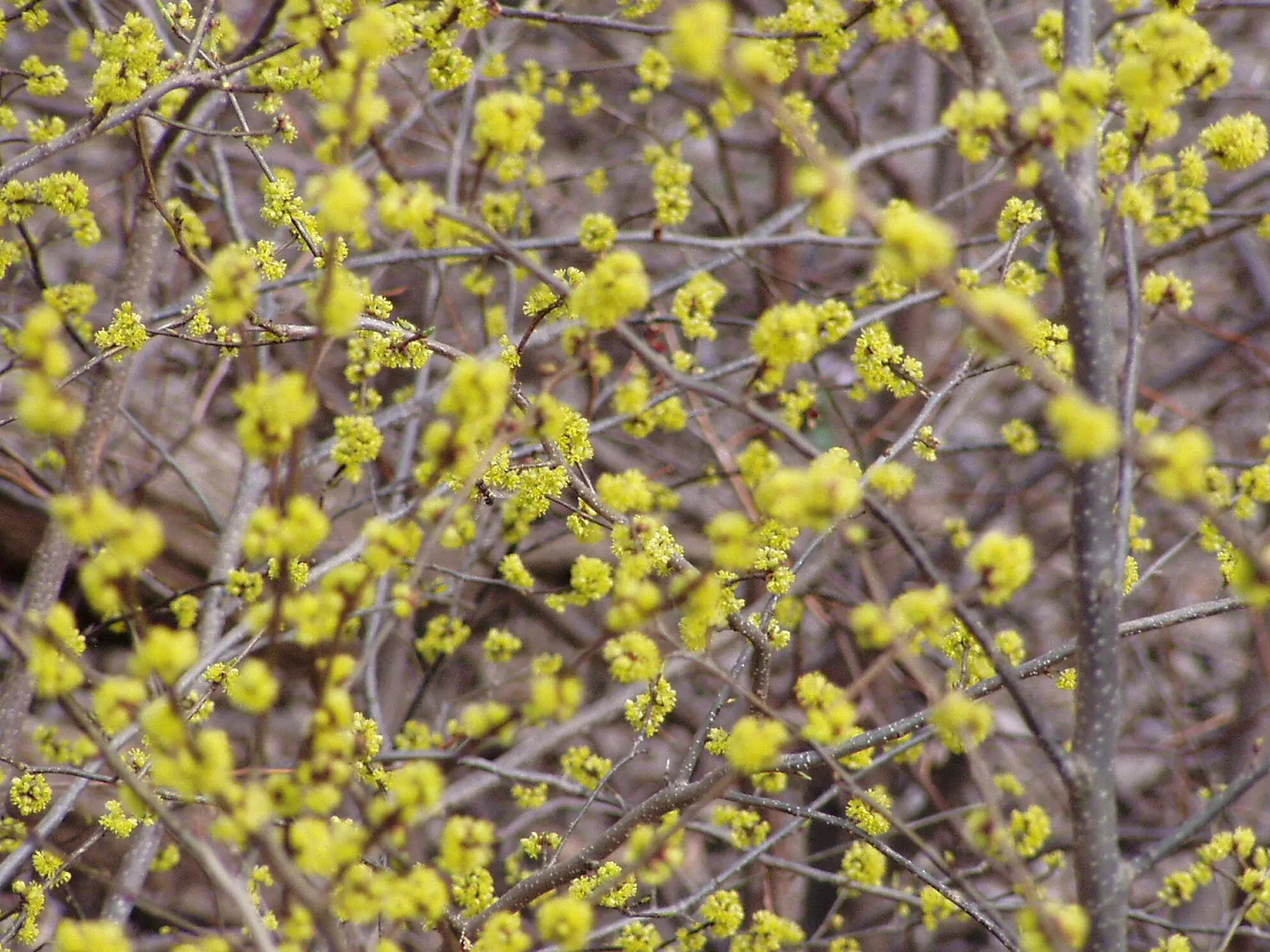 Flowering tree, Heron Rookery, Indiana Dunes National Lakeshore