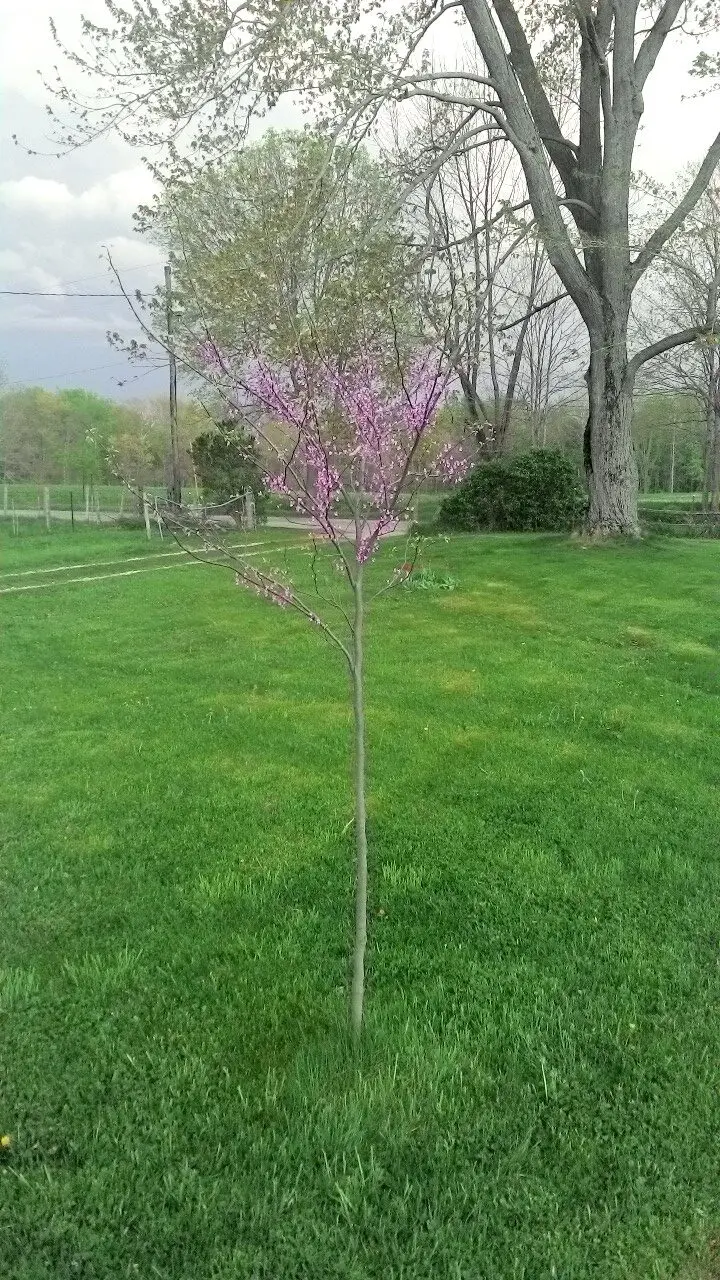 Eastern redbud in full bloom, near Talma, Indiana