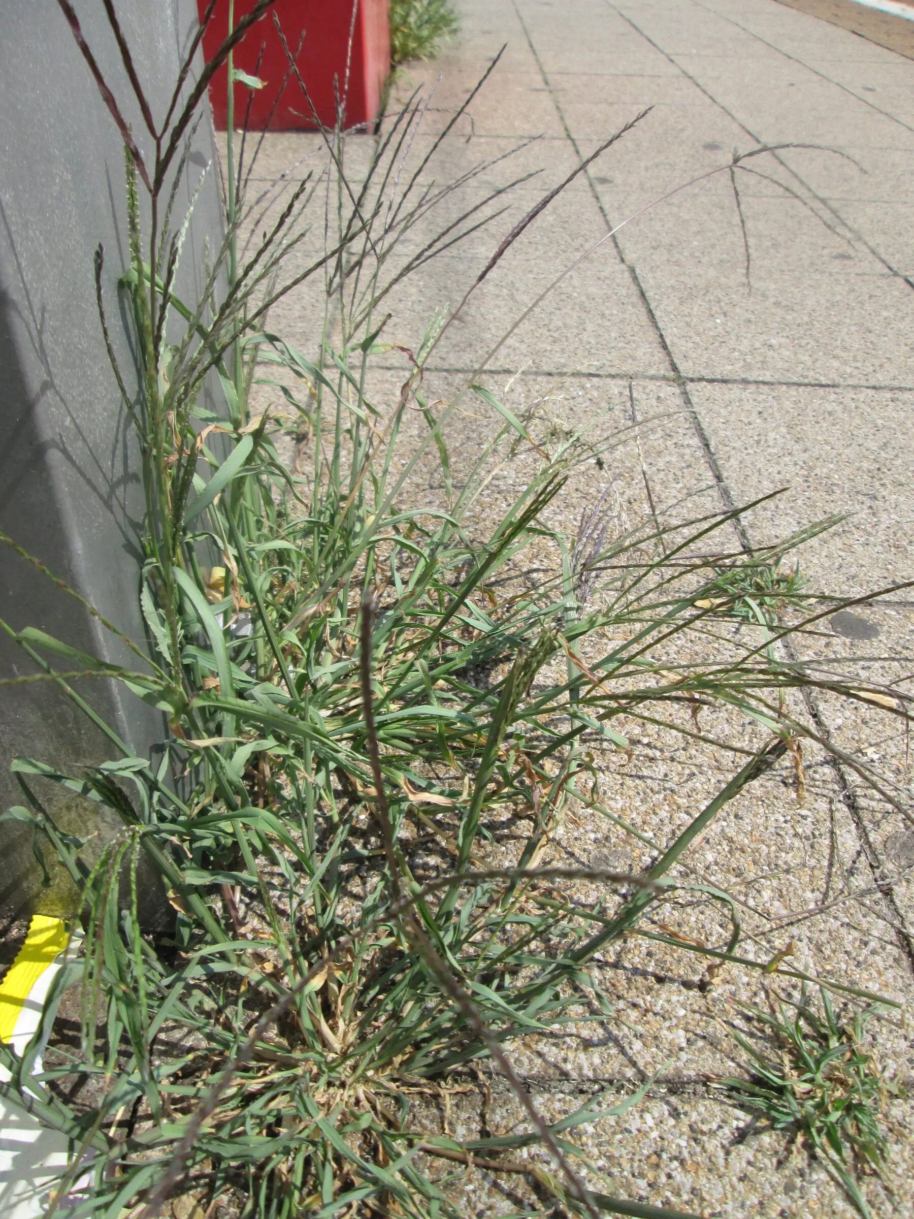 Large / hairy crabgrass (Digitaria sanguinalis)