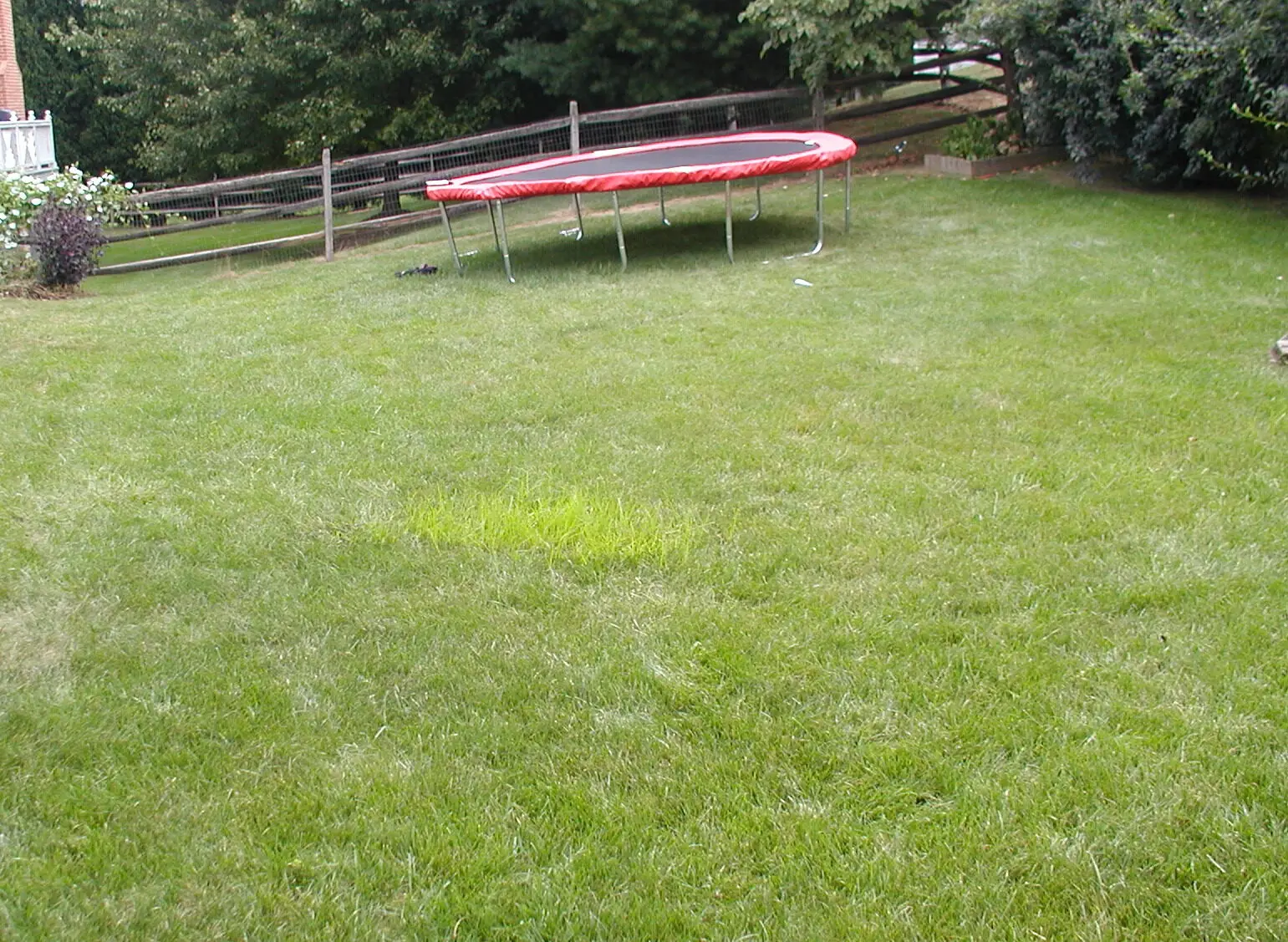 Yellow nutsedge (Cyperus esculentus) in a Maryland lawn