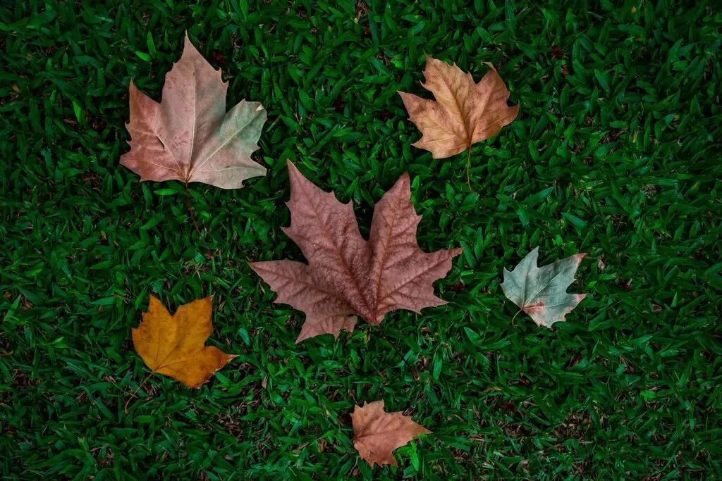 Fallen maple leaves on green grass